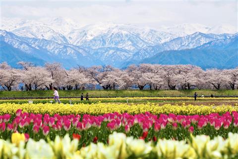 あさひ舟川・春の四重奏　C(公社)とやま観光推進機構